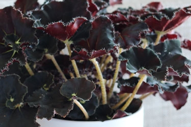Begonia Rex Variety Thumbnail 3.jpg